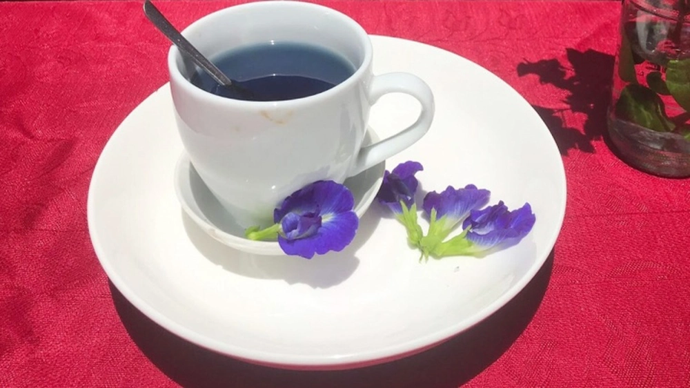 Uống trà hoa đậu biếc đúng cách tốt cho sức khỏe