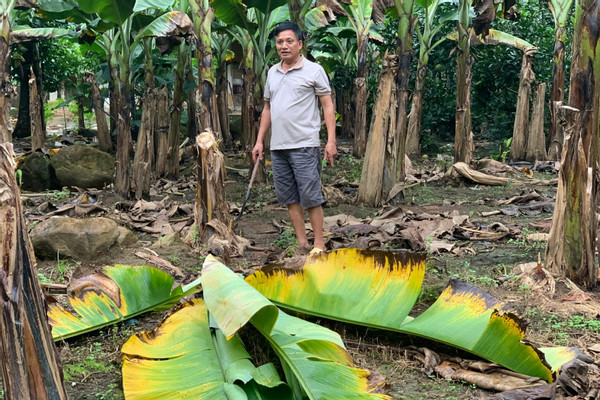 Một gia đình ở Lai Châu bị người kích điện bắt giun gây hư hại 10ha vườn chuối